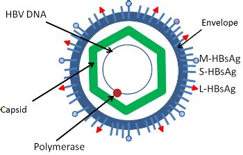 Hepatitis B Virus: Structure and Function | Study.com