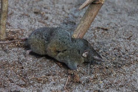 Scientists Discover New "Hero" Shrew Species, Lifts Trees and Logs for Food | OutdoorHub