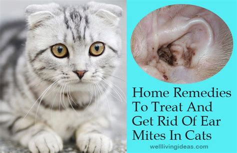 Home-Remedies-To-Treat-And-Get-Rid-Of-Ear-Mites-In-Cats | Cat remedies, Cat ear mites, Cat care