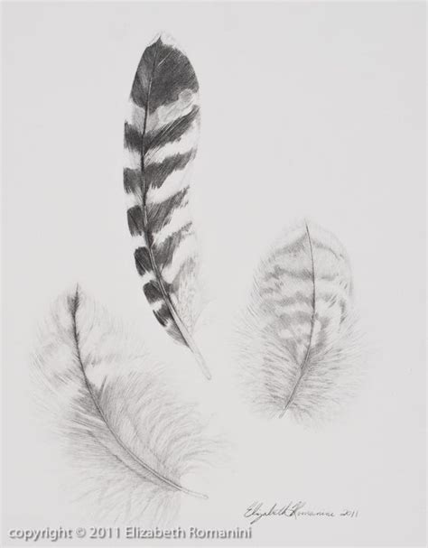 Red Tailed Hawk Feather Drawing, Hawk Feather Study 427 Red Tailed Hawk ...