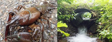 Environmental DNA proves expansion of invasive crayfish habitats ...