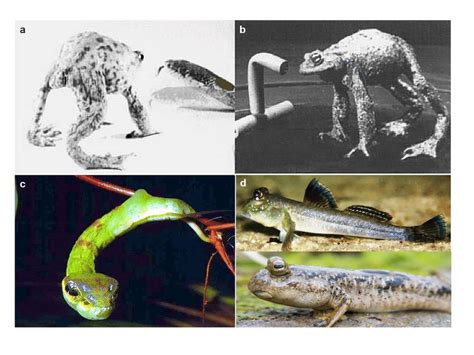 5 a) Common toad displaying anti-predator behavior toward a ring snake ...