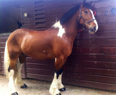 **Sold to Scotland**Bombproof, 15hh Skewbald 5 yr old Gelding – Nagero Irish Sport Horses