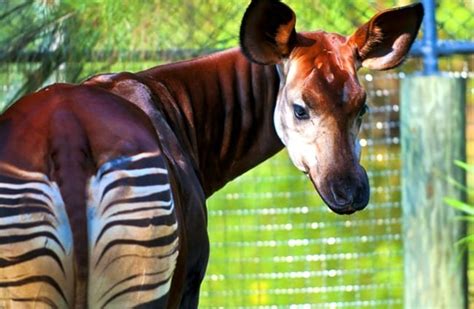 Okapi endangered animal habitat, adaptations & facts