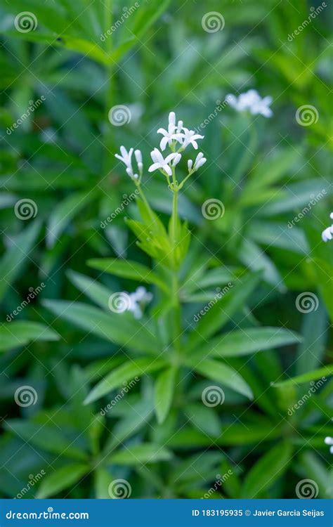 Fresh Sweet Woodruff Flowers on Blurred Background Stock Image - Image ...