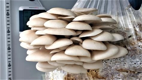 Growing Oyster Mushrooms in a Salami Chamber - YouTube