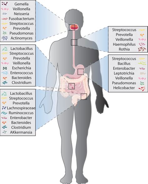 Human microbiome composition varies by location in the GI tract ...