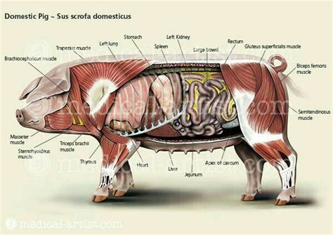 Pin on Veterinarian career