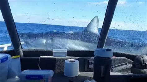 Big Mako Shark Jumps Onto Fishing Boat (Watch)