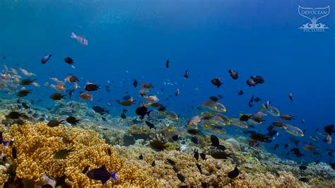 Coral Reef: Life-sustaining symbiosis - Devocean Pictures