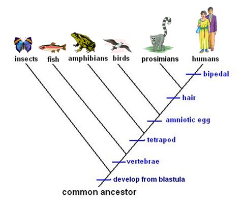 Cladogram Hewan - Homecare24