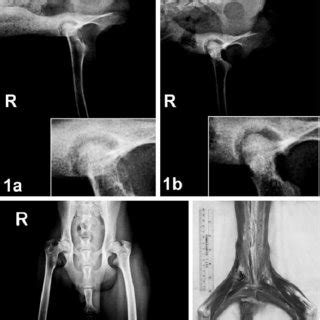 Radiograph. Pelvis; 3-year-old female Cynomolgus macaques. Lateral view... | Download Scientific ...