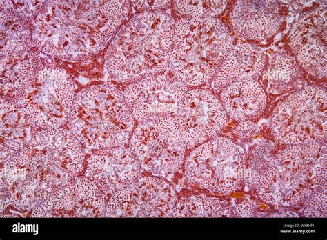 Salamander testicular tissue under the microscope 100x Stock Photo - Alamy