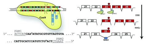 CRISPR/CAS9-mediated genome editing in vivo improves function in dystrophic mouse muscle