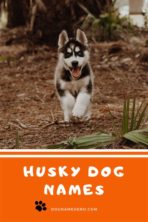 Husky Names - 130 Best Dog Names for Huskies [Infographic]