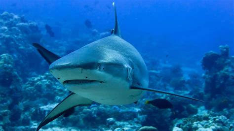 The Best Beaches to Find Shark Teeth - Seaside Planet