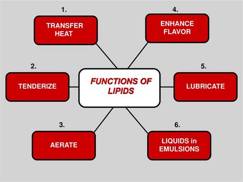 PPT - FUNCTIONS of LIPIDS PowerPoint Presentation, free download - ID ...