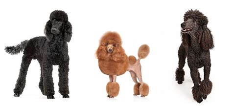 Poodle Haircuts & Styles - Expert Groomer Explains