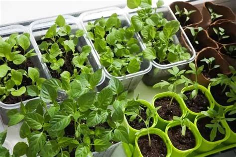 How to Fertilize an Indoor Vegetable Garden? - Indoor Gardening