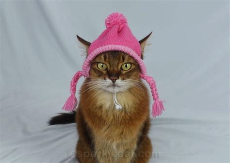 Me and My Knit Cat Hats - Summer’s Fabulous Cat Life