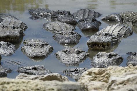 An America Alligators In Swamp At Everglades National Park, South ...