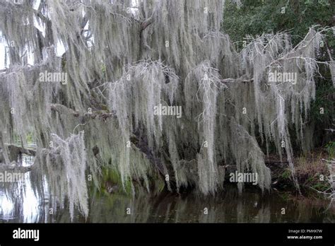 Trees on the Bayou New Orleans Stock Photo - Alamy