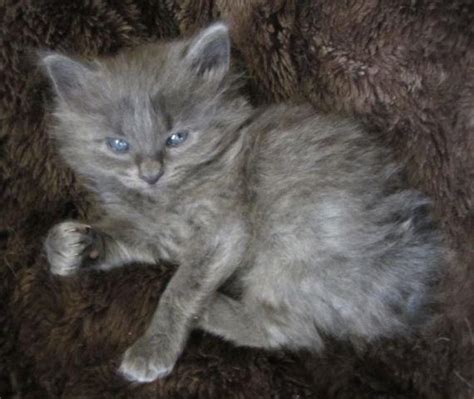 Manx Kittens for Sale in Spokane, Washington Classified ...