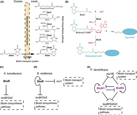 A working model proposed for biotin metabolism and BioR-mediated... | Download Scientific Diagram