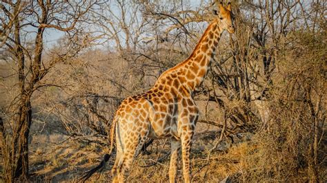 Download wallpaper: Wild giraffe in African safari 1920x1080