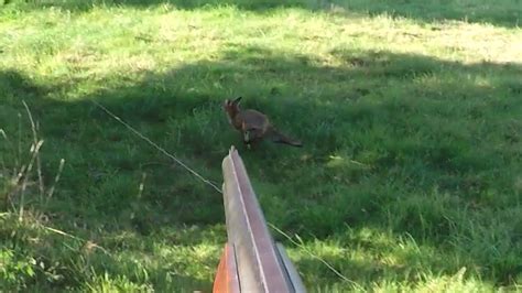 Chasse aux renards 2017 2018 - YouTube