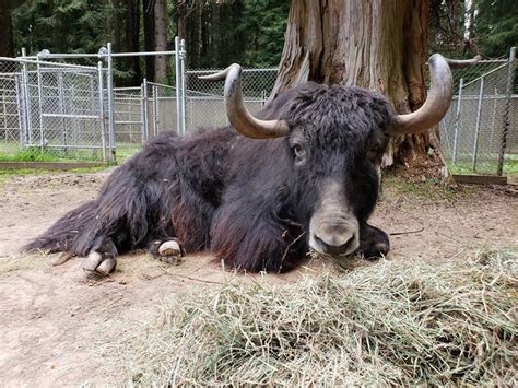 Moses, Sequoia Park Zoo's Domestic Yak, Has Passed | Lost Coast Outpost | Humboldt County News