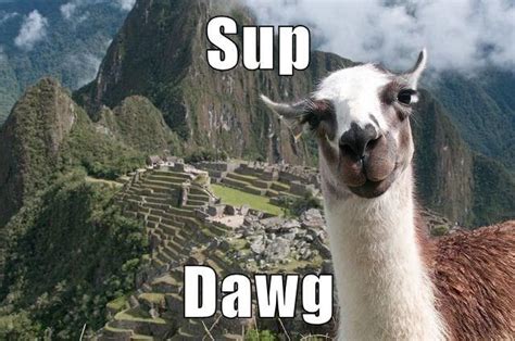 'Sup | Cat memes, Llama, Animal gifs