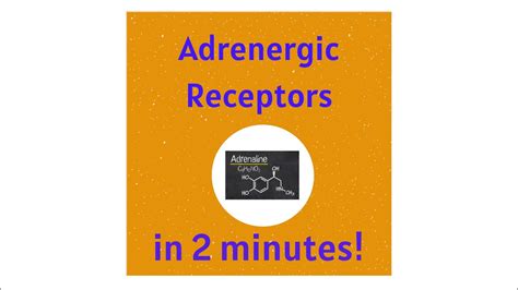 Adrenergic (adrenaline/ noradrenaline) Receptors in under 2 mins! - YouTube