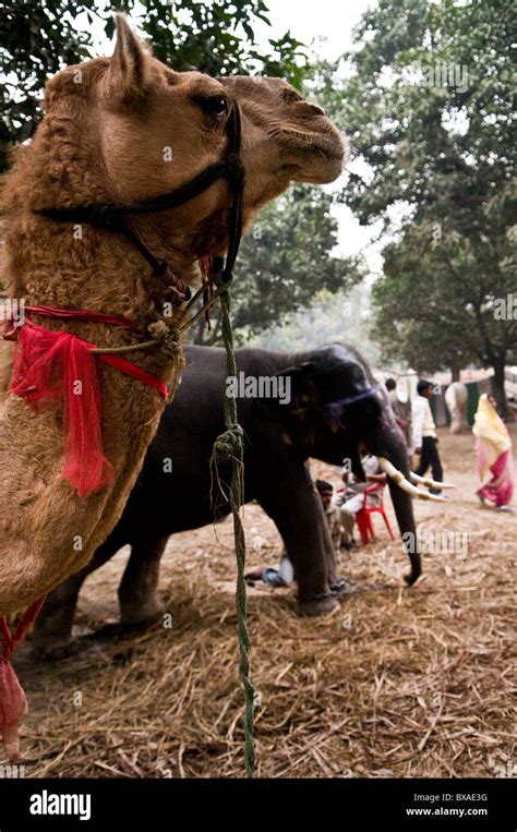 Elephants at the colorful Sonepur mela in Bihar Stock Photo - Alamy