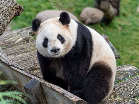 11 amazing animals in China and where to see them - The Helpful Panda