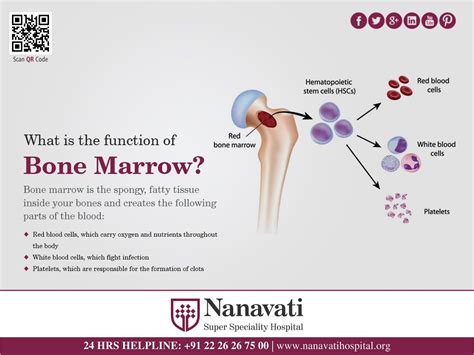 Know the functions of Bone Marrow. Visit: www.nanavatihospital.org # ...