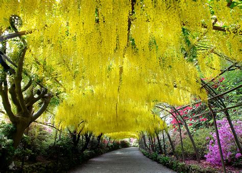 Laburnum Arch, Bodnant Garden Photograph by Peter OReilly