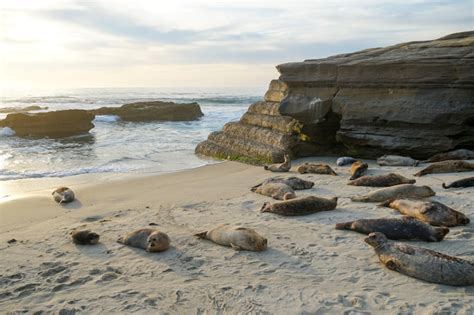 Premium Photo | Seals on the beach at la jolla cove