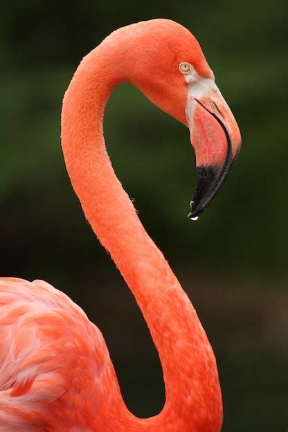 American Flamingo - Flamingo Facts and Information