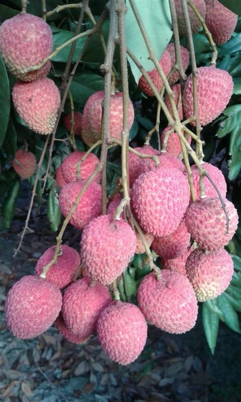 Litchi Fruit at Rs 1600/box | लीची - Silligons India, Muzaffarpur | ID ...