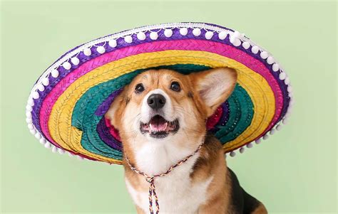 Best Mexican Dog Names with Meanings