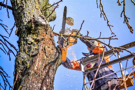 Winter Pruning Guide for Trees & Shrubs | Campbell & Ferrara