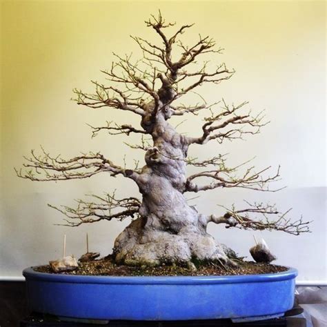 Bonsai 2033 | Cây kiểng bonsai, Nghệ thuật