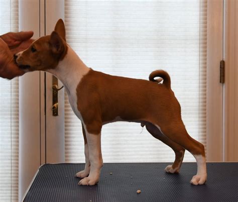 Basenji Puppies For Sale