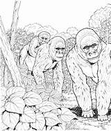 Gorilla Coloring Pages Printable sketch template