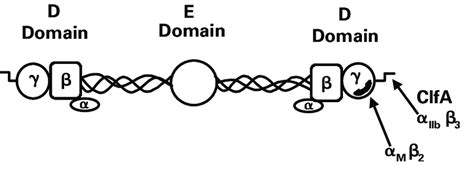 5. Structure of fibrinogen. Schematic diagram showing the structural... | Download Scientific ...