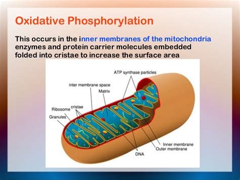 4. oxidative phosphorylation