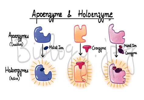 Diagrams of Apoenzyme and Holoenzyme | Study biology, Biology notes ...