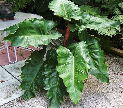 PHILODENDRON 'WEEKS RED HYBRID' *Huge Plant* Rare Aroid w Red Triangular Leaves | Plants ...