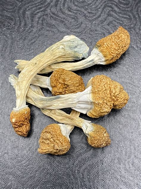 Golden Teacher Dried – Mail Order Mushroom Dispensary